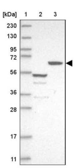 CCDC17 Antibody, Novus Biologicals 0.1mL; Unlabeled:Antibodies, Polyclonal