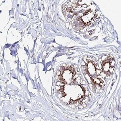 CCDC19 Antibody, Novus Biologicals 25 &mu;L; Unlabeled:Antibodies, Polyclonal