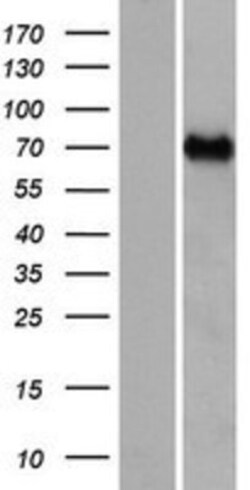 Novus Biologicals&trade;&nbsp;CCDC37 Overexpression Lysate