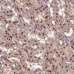 CCDC41 Antibody, Novus Biologicals 0.1mL; Unlabeled:Antibodies, Polyclonal