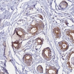 CCDC48 Antibody, Novus Biologicals 0.1mL; Unlabeled:Antibodies, Polyclonal