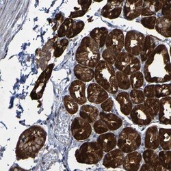 CCDC51 Antibody, Novus Biologicals:Antibodies:Primary Antibodies