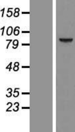 Novus Biologicals&trade;&nbsp;CCDC54 Overexpression Lysate