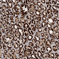 CCDC56 Antibody, Novus Biologicals:Antibodies:Primary Antibodies