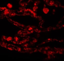 CCDC69 Antibody - BSA Free, Novus Biologicals 0.1mg; Unlabeled:Antibodies,