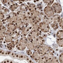 CCDC75 Antibody, Novus Biologicals:Antibodies:Primary Antibodies