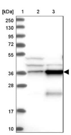 CCDC75 Antibody, Novus Biologicals:Antibodies:Primary Antibodies