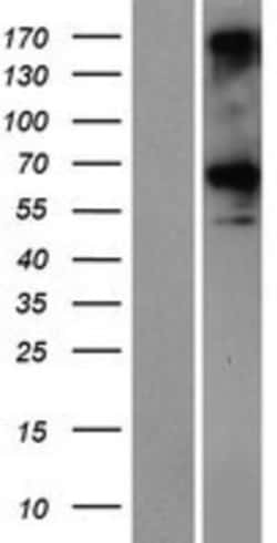 Novus Biologicals&trade;&nbsp;CCDC76 Overexpression Lysate