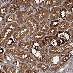 CCDC81 Antibody, Novus Biologicals:Antibodies:Primary Antibodies