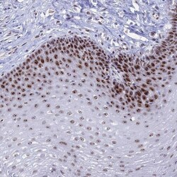 CCDC86 Antibody, Novus Biologicals:Antibodies:Primary Antibodies