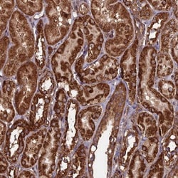 CCDC8 Antibody, Novus Biologicals:Antibodies:Primary Antibodies