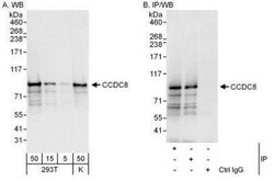 CCDC8 Antibody, Novus Biologicals 0.1mL; Unlabeled:Antibodies, Polyclonal