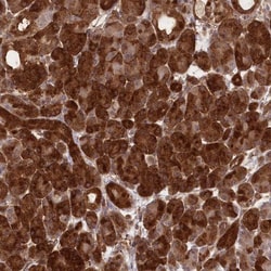 CCDC91 Antibody, Novus Biologicals:Antibodies:Primary Antibodies
