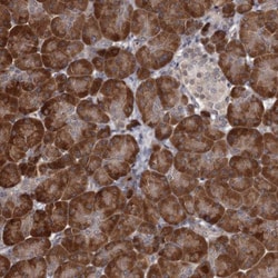 CCDC92 Antibody, Novus Biologicals 0.1mL; Unlabeled:Antibodies, Polyclonal