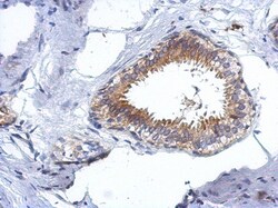 CCDC97 Antibody, Novus Biologicals 0.1mL; Unlabeled:Antibodies, Polyclonal