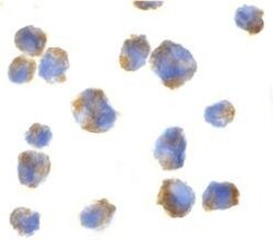 CCL11/Eotaxin Antibody, Novus Biologicals 0.1mg; Unlabeled:Antibodies,