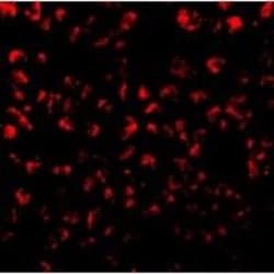 CCL11/Eotaxin Antibody, Novus Biologicals 0.1mg; Unlabeled:Antibodies,