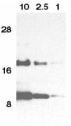 CCL11/Eotaxin Antibody, Novus Biologicals 0.1mg; Unlabeled:Antibodies,