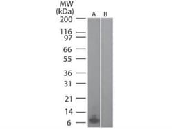 CCL20/MIP-3 alpha Antibody (4N5F7) - BSA Free, Novus Biologicals:Antibodies:Primary