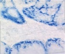 CCL20/MIP-3 alpha Antibody (319F6.06), Novus Biologicals 0.1mg; Unlabeled:Antibodies,