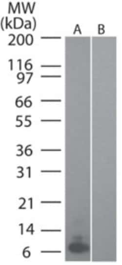 CCL20/MIP-3 alpha Antibody (4N5F7) - BSA Free, Novus Biologicals:Antibodies:Primary