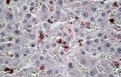 CCL20/MIP-3 alpha Antibody, Novus Biologicals 0.1mg; Unlabeled:Antibodies,