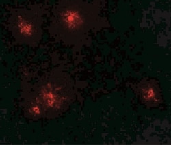 CCL2/MCP1 Antibody - BSA Free, Novus Biologicals 0.025 mg, Unlabeled:Antibodies,