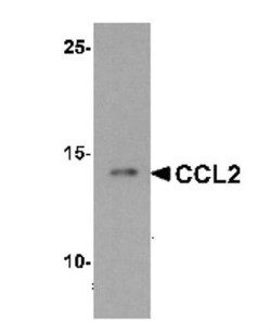 CCL2/MCP1 Antibody - BSA Free, Novus Biologicals 0.025 mg, Unlabeled:Antibodies,