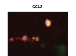 CCL2/MCP1 Antibody, Novus Biologicals 100 &mu;L | Buy Online | Novus Biologicals | Fisher Scientific