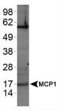 CCL2/MCP1 Antibody - BSA Free, Novus Biologicals 0.1mL; Unlabeled:Antibodies,