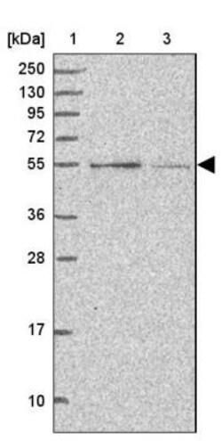 CCNJL Antibody, Novus Biologicals 0.1mL; Unlabeled:Antibodies, Polyclonal