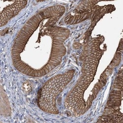 CCNY Antibody, Novus Biologicals 0.1mL; Unlabeled:Antibodies, Polyclonal