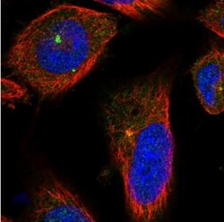 CCP110 Antibody, Novus Biologicals 0.1mL; Unlabeled:Antibodies, Polyclonal