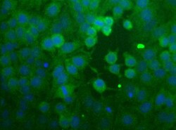 CCR2 Antibody - BSA Free, Novus Biologicals:Antibodies:Primary Antibodies