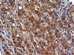 CCR2 Antibody (3G7) - BSA Free, Novus Biologicals 0.1mg; Unlabeled:Antibodies,