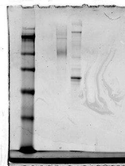 CCR2 Antibody - BSA Free, Novus Biologicals:Antibodies:Primary Antibodies