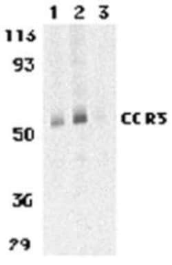 Novus Biologicals&trade;&nbsp;CCR3 Antibody Blocking Peptide