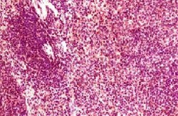 CCR6 Goat anti-Human, Mouse, Polyclonal, Novus Biologicals 0.1 mg; Unconjugated:Antibodies,