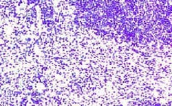 CCR7 Antibody, Novus Biologicals 0.02mg; Unlabeled:Antibodies, Polyclonal