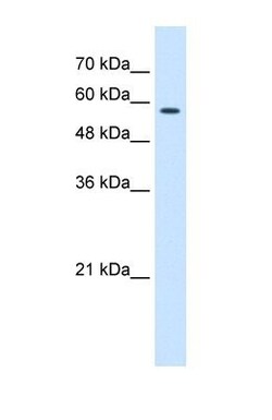 CCT8 Antibody, Novus Biologicals:Antibodies:Primary Antibodies