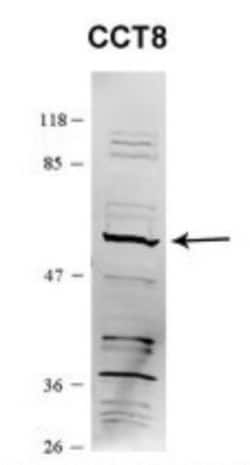 CCT8 Antibody, Novus Biologicals:Antibodies:Primary Antibodies