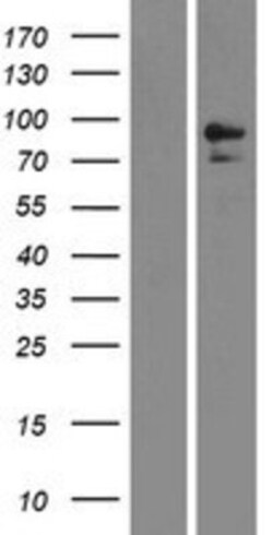 Novus Biologicals&trade;&nbsp;Neprilysin/CD10 Overexpression Lysate