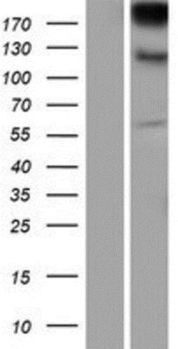 Novus Biologicals&trade;&nbsp;Integrin alpha E/CD103 Overexpression Lysate