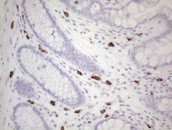 CD117/c-kit Antibody (OTI2B12), Novus Biologicals 0.1mL; Unlabeled:Antibodies,