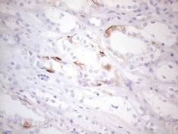 CD117/c-kit Antibody (OTI2B12), Novus Biologicals 0.1mL; Unlabeled:Antibodies,