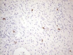 CD117/c-kit Antibody (OTI2B12), Novus Biologicals 0.1mL; Unlabeled:Antibodies,