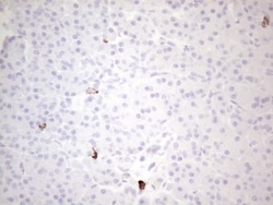 CD117/c-kit Antibody (OTI2B12), Novus Biologicals 0.1mL; Unlabeled:Antibodies,