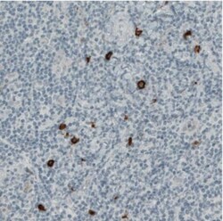 CD117/c-kit Antibody (CL1667), Novus Biologicals:Antibodies:Primary Antibodies