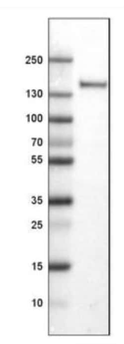CD11c Antibody (CL1831), Novus Biologicals 25 &mu;L, Unlabeled:Antibodies,