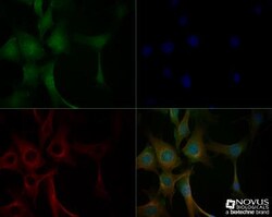 CD133 Antibody - BSA Free, Novus Biologicals 0.1mg:Antibodies, Polyclonal